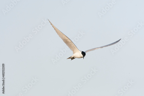 Gull-billed Tern, Gelochelidon nilotica © Marc