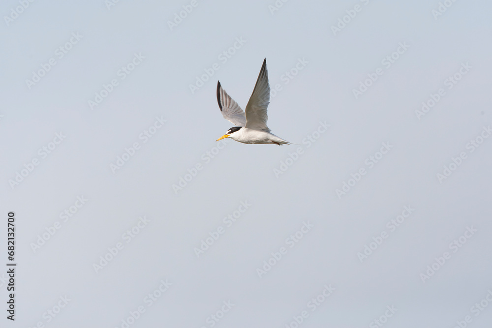 Obraz premium Little Tern, Sternula albifrons
