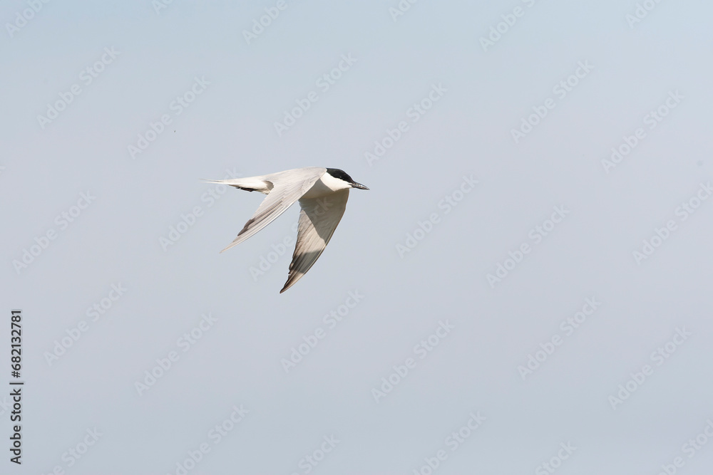 Gull-billed Tern, Gelochelidon nilotica