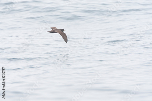 Flesh-footed Shearwater, Ardenna carneipes