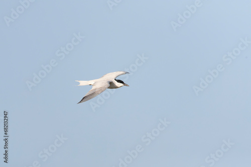 Gull-billed Tern  Gelochelidon nilotica