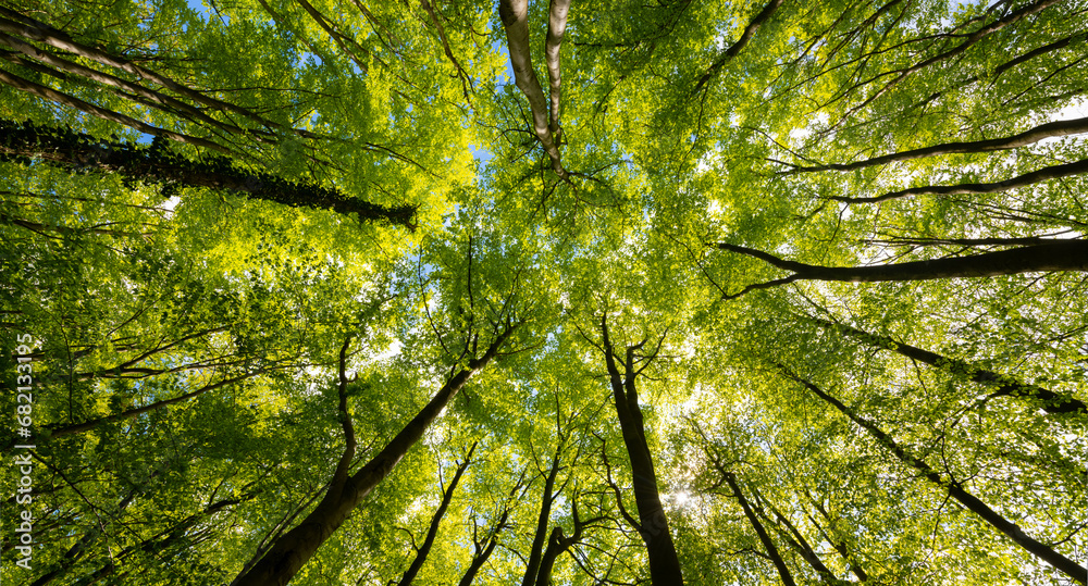 Treetop panorama of beech (fagus) and oak (quercus) trees in a german forest in Hemer Sauerland on a bright sping day with fresh green foliage, seen from below in frog perspective with wide angle. - obrazy, fototapety, plakaty 
