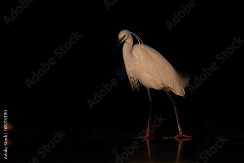 Little Egret, Egretta garzetta