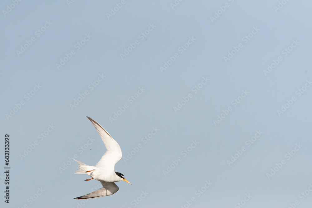Fototapeta premium Little Tern, Sternula albifrons