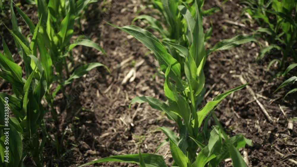 Corn field. Green corn leaves Corn field. Green corn leaves
