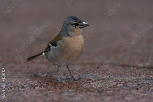 Azores Chaffinch, Fringilla coelebs moreletti photo