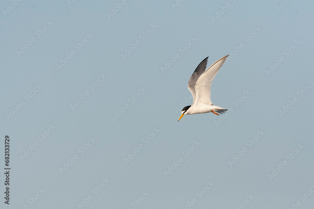 Little Tern, Sternula albifrons Little Tern, Sternula albifrons