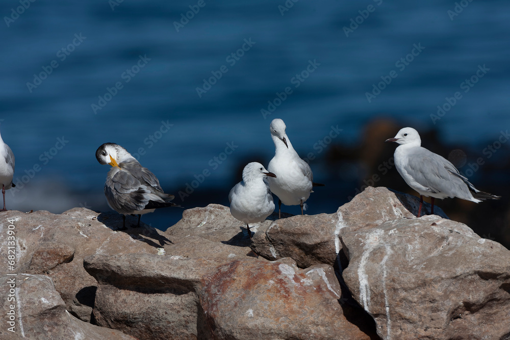 Fototapeta premium Greater Crested Tern, Thalasseus bergii