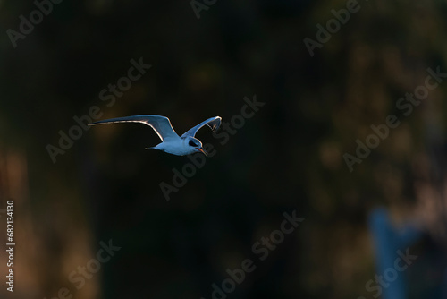 Forster s Tern  Sterna forsteri