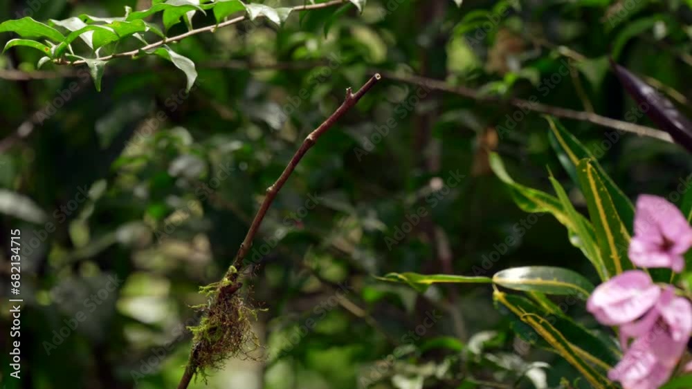 An pale iridescent hummingbird perches on top of a branch in a forest in Ecuador,South America before flying away. An pale iridescent hummingbird perches on top of a branch in a forest in Ecuador,South America before flying away.