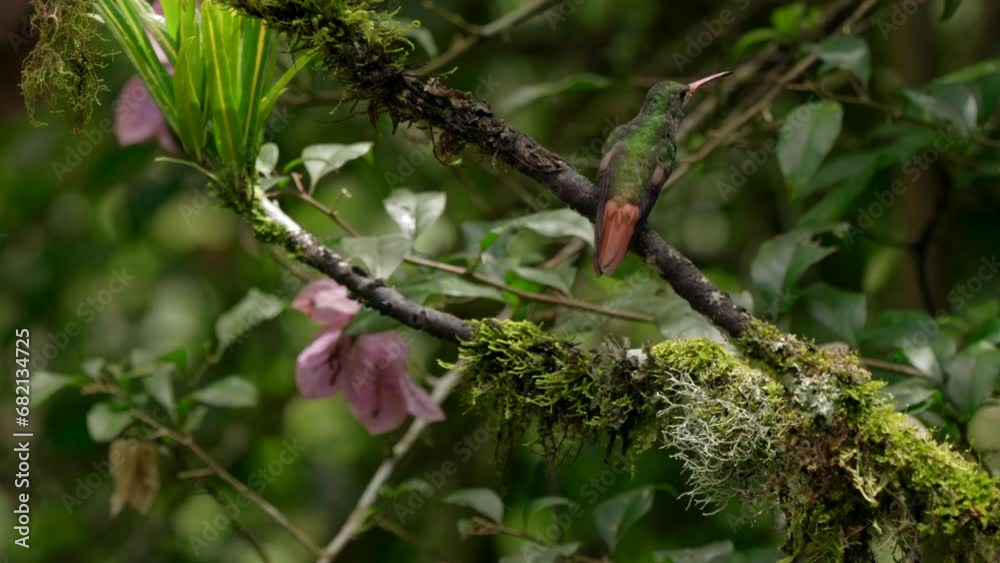 Multiple iridescent hummingbirds perch on a branch and fly into a forest in Ecuador, South America Multiple iridescent hummingbirds perch on a branch and fly into a forest in Ecuador, South America