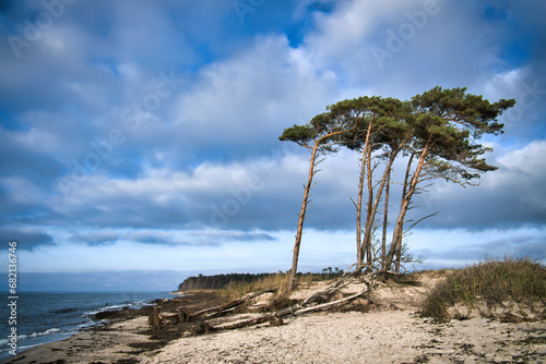 Fototapeta Naklejka Na Ścianę i Meble -  West beach on the Baltic Sea. From the wind, leaning pine trees at the beach crossing