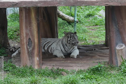 White tigers are a rare variant of Bengal tigers (Panthera tigris tigris) characterized by their striking white fur with black or dark brown stripes. |白老虎 photo