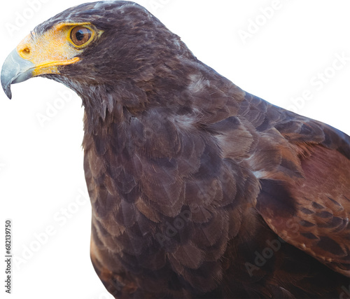 Digital png photo of brown eagle looking on transparent background