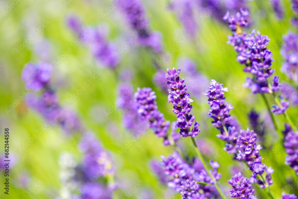 Naklejka premium Spring lavender flowers under sunlight. Lilac flowers close up. Beautiful landscape of nature with a panoramic view. Hi spring. long banner