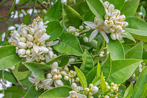 Bouquet of orange blossom in bloom on the branch of an orange tree photo