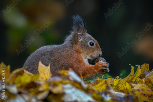 Cute hungry Red Squirrel  Sciurus vulgaris  eating a nut in a forest covered with colorful leaves . Autumn day in a deep forest in the Netherlands.                                                     