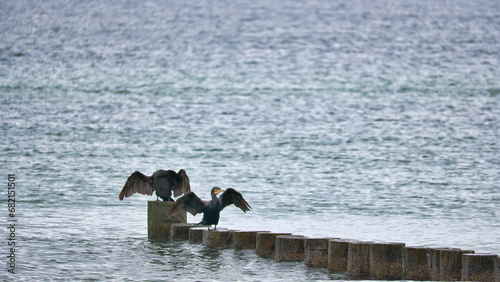 Cormorant on a groyne on the Baltic Sea. The birds dry their feathers in the sun