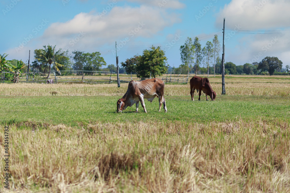 Naklejka premium Little cow on the grass area of farmland.