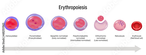 Stages of Erythropoiesis vector. Red blood cell maturation. Hemocytoblast, Pronormoblast, Basophilic, Polychromatophilic, Orthochromic, Reticulocyte and Erythrocyte. photo