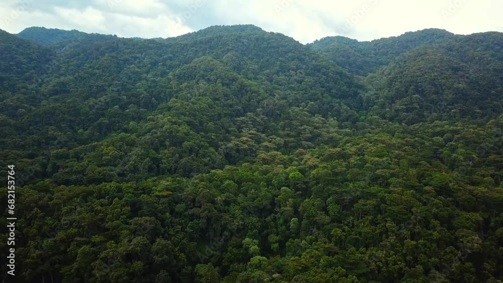 Bwindi Impenetrable Forest - Mountain In Lush Tropical Rainforest In Uganda, East Africa. aerial shot Bwindi Impenetrable Forest - Mountain In Lush Tropical Rainforest In Uganda, East Africa. aerial shot