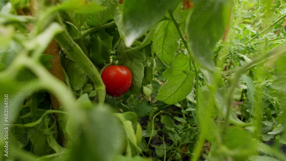 A red ripe cherry tomato hidden among green leaves. A woman's hand plucks a juicy vegetable from a branch. High quality 4k footage A red ripe cherry tomato hidden among green leaves. A woman's hand plucks a juicy vegetable from a branch. High quality 4k footage