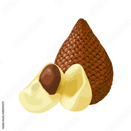 Vector illustration, Salak or snake fruit, scientific name Salacca zalacca, isolated on a white background.