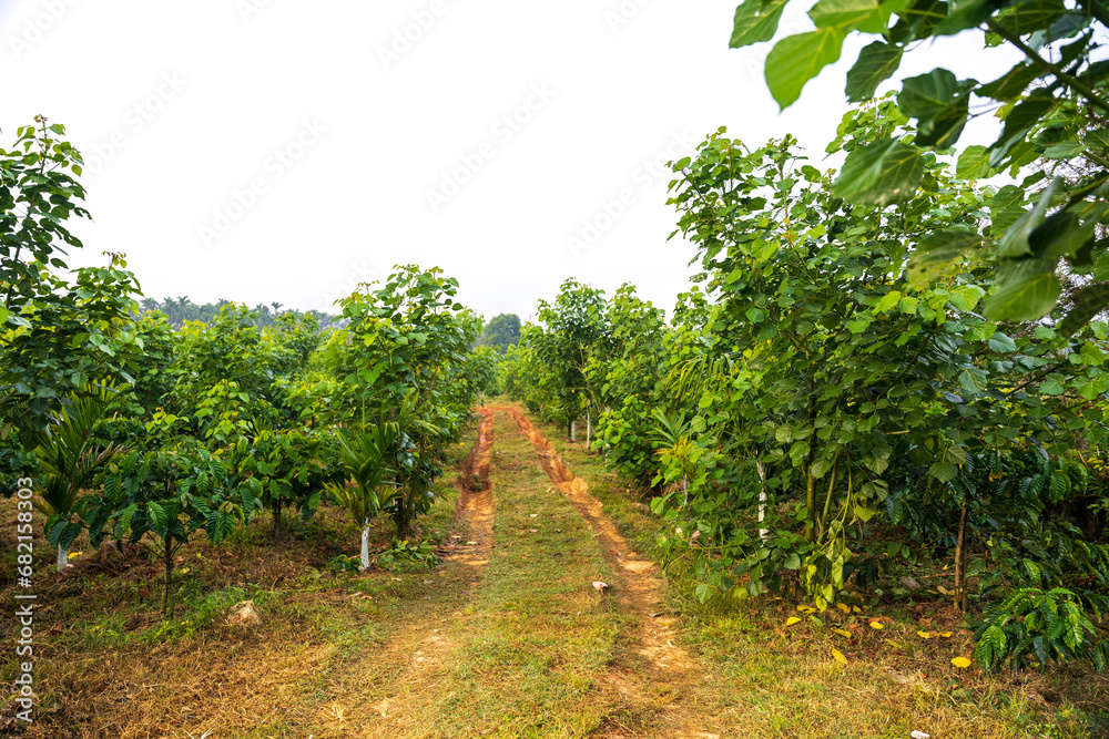 Millettia pinnata (Indian beech or Pongame oiltree) leaves on tree in the park