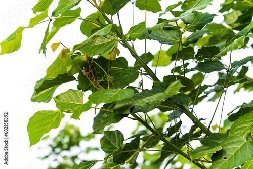 Millettia pinnata (Indian beech or Pongame oiltree) leaves on tree in the park photo