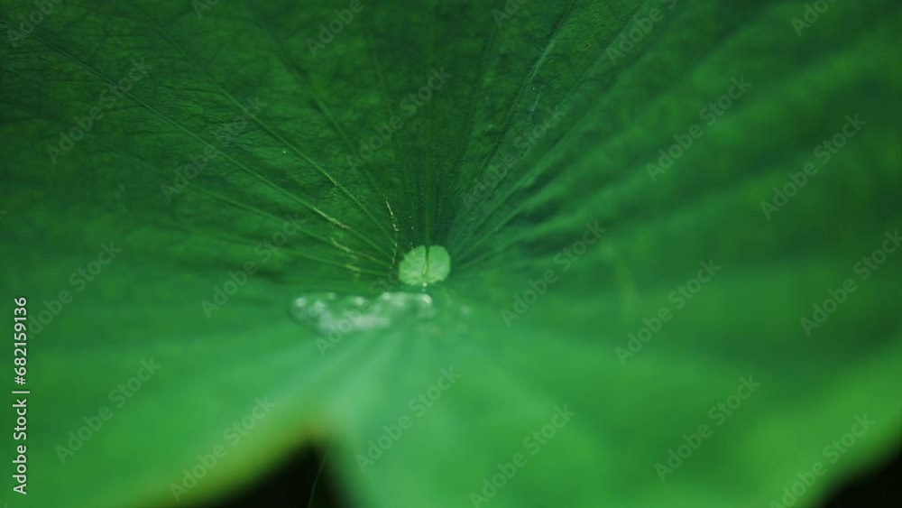 Water Drop Falling Down From The Lotus Leaf Water Drop Falling Down From The Lotus Leaf