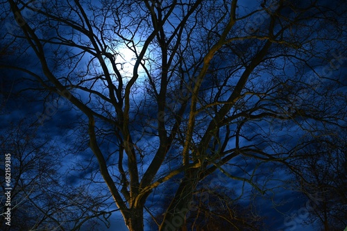 Dramatic silhouettes of tree branches against the dark night sky with a bright full moon
