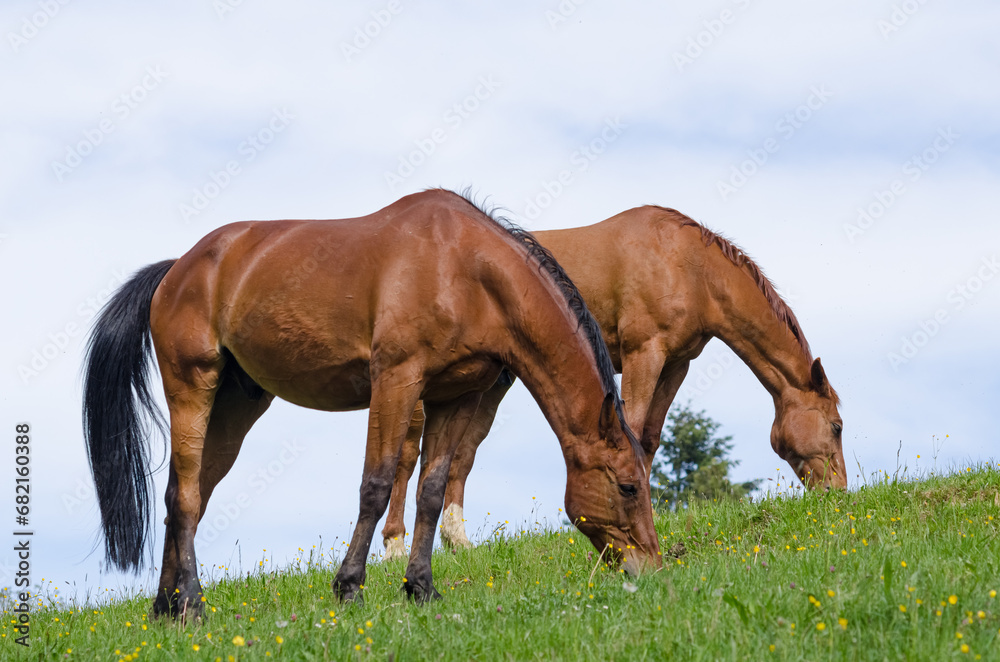 Two brown horses grazing in a meadow against blue sky with clouds in the countryside Two brown horses grazing in a meadow against blue sky with clouds in the countryside