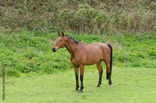 One single brown horse standing on a pasture in the countryside
