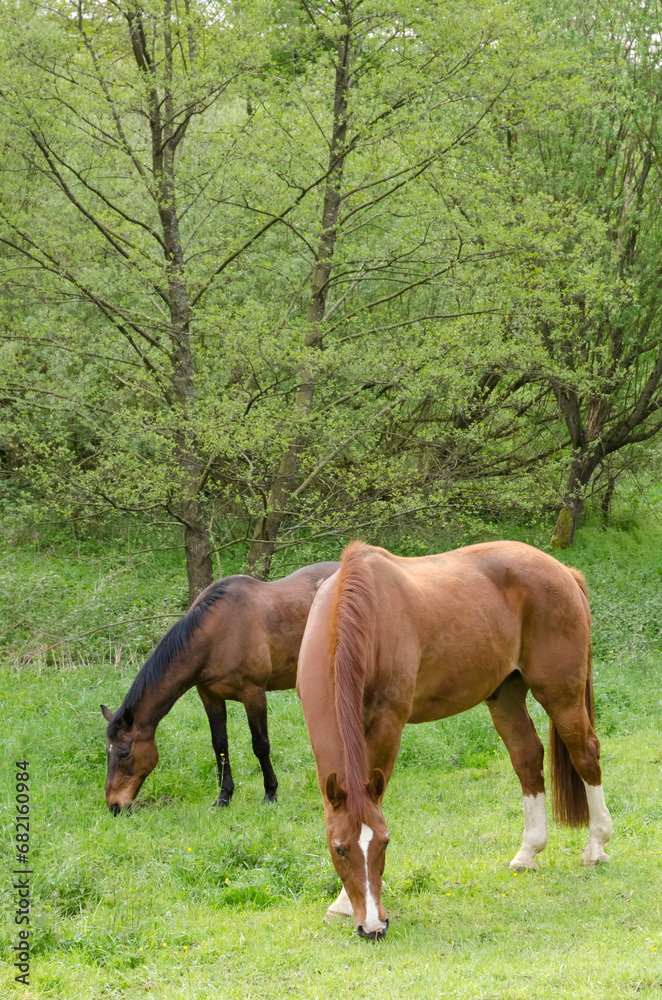 Two brown horses grazing in a field in the countryside near a forest Two brown horses grazing in a field in the countryside near a forest