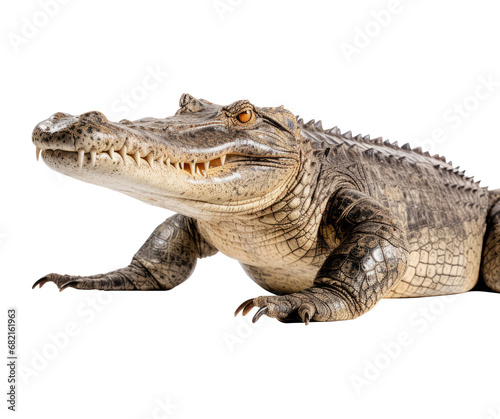 Wildlife crocodile isolated on white background. Alligator © Stockistock