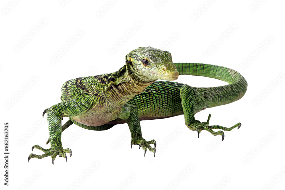 Obraz premium Varanus prasinus lizard isolated on white background, Varanus prasinus closeup, Varanus prasinus on white background