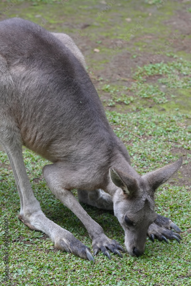 Kangaroos are iconic marsupials native to Australia and nearby islands, known for their distinctive hopping movement and powerful hind legs.|袋鼠 Kangaroos are iconic marsupials native to Australia and nearby islands, known for their distinctive hopping movement and powerful hind legs.|袋鼠