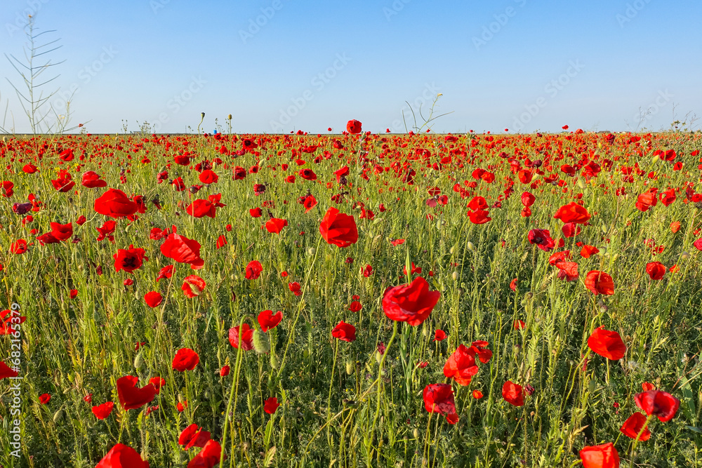 Obraz premium Poppy field in the Crimea. A beautiful field of wild red poppies at sunset in the evening. Sunset over a poppy field in the countryside. Red poppies on a poppy field. Russia