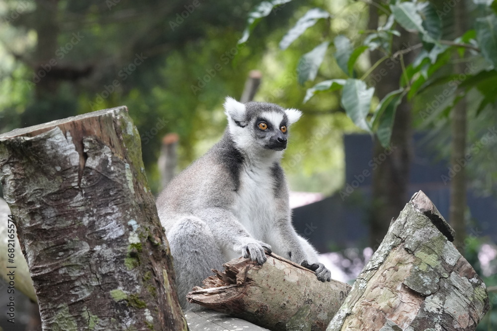 Obraz premium Lemurs are a diverse group of primates endemic to the island of Madagascar and the nearby Comoros Islands. They are known for their unique and often charismatic appearances|狐猴