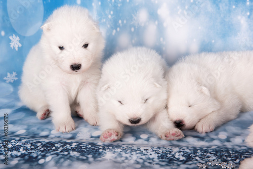 Three puppies. White fluffy small Samoyed puppies dogs are sleeping on blue background