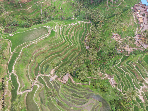 Ceking Rice Terrace in Bali, Indonesia. Rice Fields in Background. Drone Point of View photo