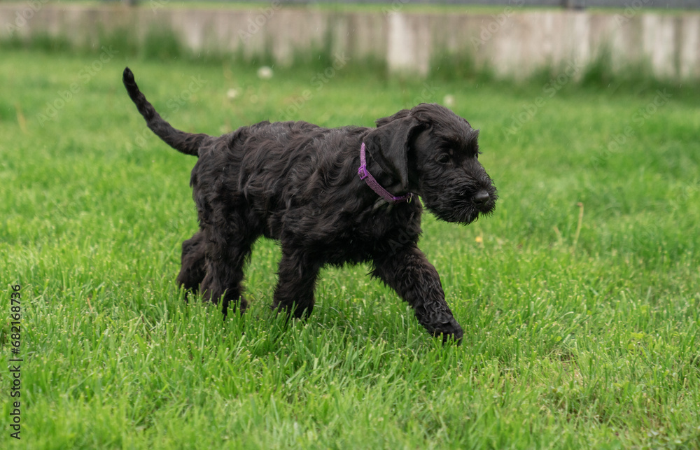 Young Black Riesenschnauzer or Giant Schnauzer dog on the grass. Young Black Riesenschnauzer or Giant Schnauzer dog on the grass.