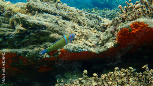 Ornate wrasse (Thalassoma pavo) undersea, Aegean Sea, Greece, Halkidiki