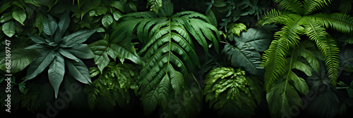 Creative nature green background, tropical leaf banner