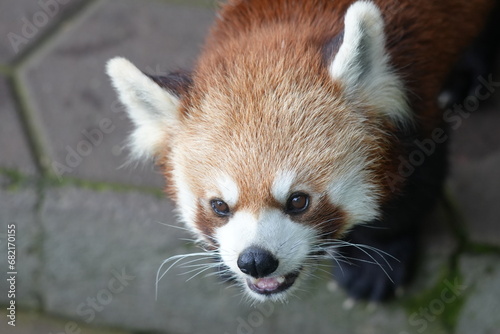 The "Lesser Panda" is another name for the Red Panda (Ailurus fulgens), a small arboreal mammal native to the eastern Himalayas and southwestern China. |firefox |小貓熊|紅熊貓