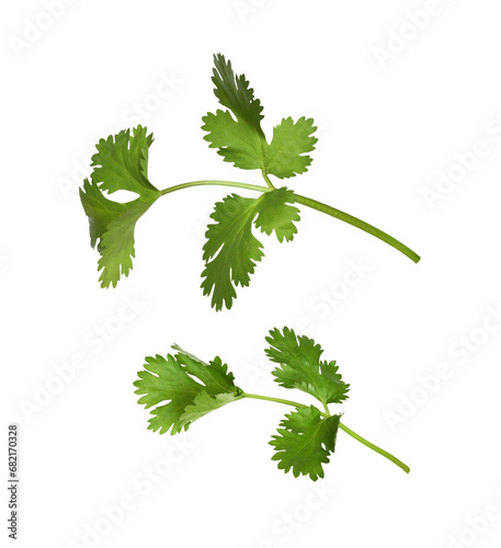 Set of green leaves of cila...
