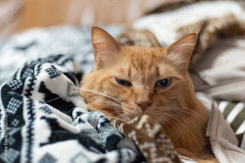 毛布に包まれた猫 茶トラ猫
