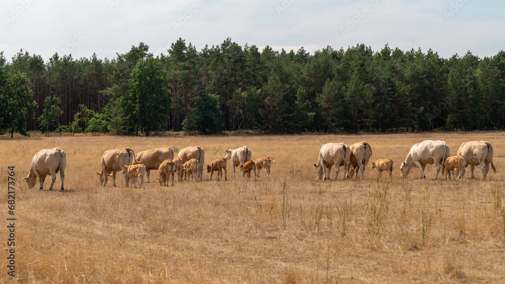 A herd of beige blond cows in Aquitaine. Everyone stands backwards and eats grass in the meadow under the blue sky. Big herd A herd of beige blond cows in Aquitaine. Everyone stands backwards and eats grass in the meadow under the blue sky. Big herd