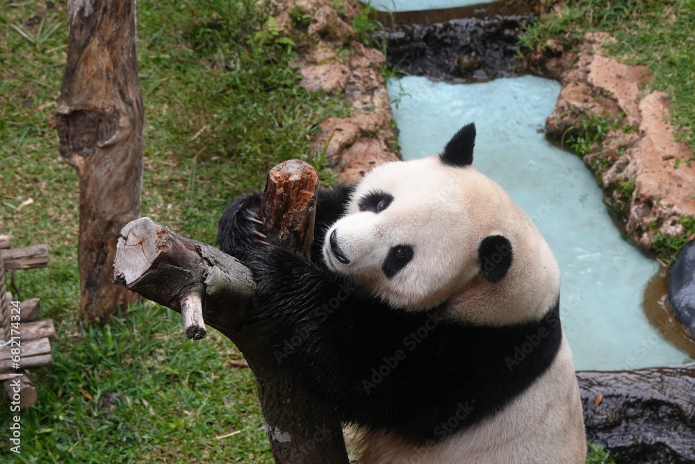 The Giant Panda (Ailuropoda melanoleuca) is a distinctive and beloved bear species native to China, known for its distinctive black-and-white fur and bamboo-based diet. |大熊貓|貓熊| The Giant Panda (Ailuropoda melanoleuca) is a distinctive and beloved bear species native to China, known for its distinctive black-and-white fur and bamboo-based diet. |大熊貓|貓熊|