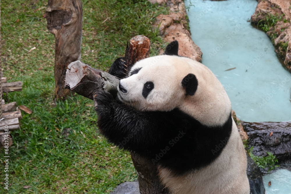 The Giant Panda (Ailuropoda melanoleuca) is a distinctive and beloved bear species native to China, known for its distinctive black-and-white fur and bamboo-based diet. |大熊貓|貓熊| The Giant Panda (Ailuropoda melanoleuca) is a distinctive and beloved bear species native to China, known for its distinctive black-and-white fur and bamboo-based diet. |大熊貓|貓熊|